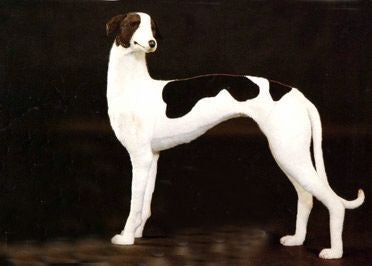 "Gypsy" Greyhound