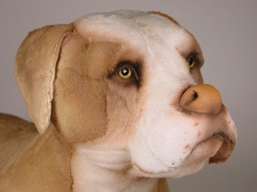 "Petey" Pit Bull Terrier
