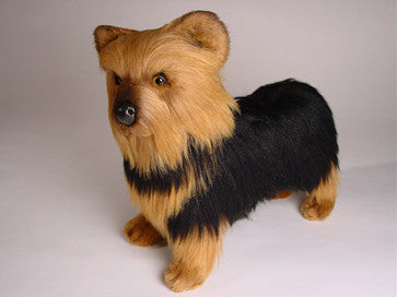 "Smoky" Yorkshire Terrier
