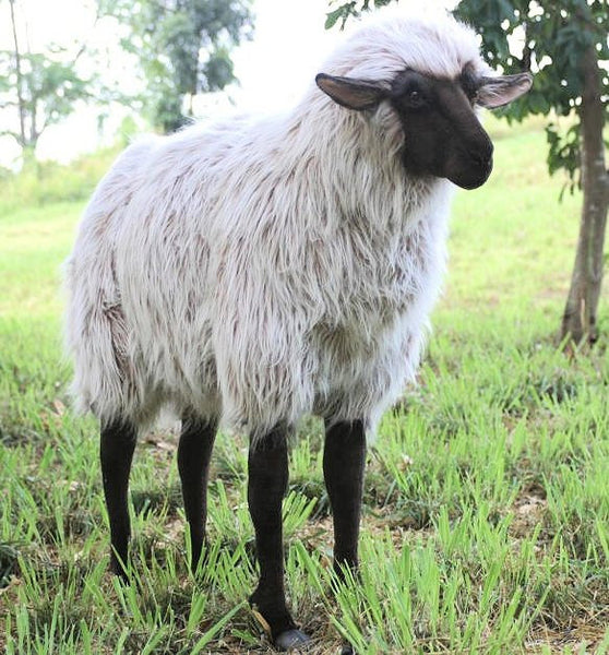 "Lady Ba Ba" Sheep