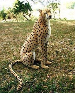 "Yambo" Cheetah