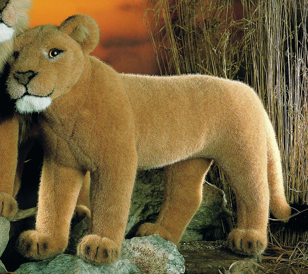 "Mara" Lion