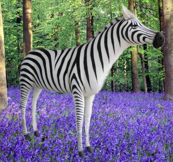 "Ref" Zebra