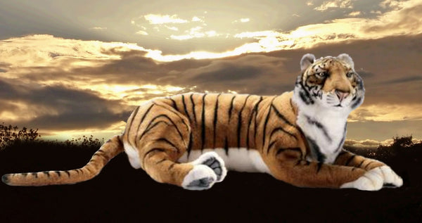 "Marcan" Bengal Tiger