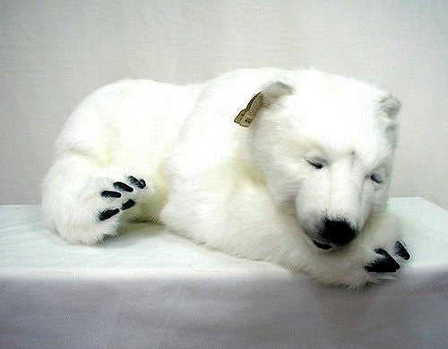 "Peppy" Polar Bear