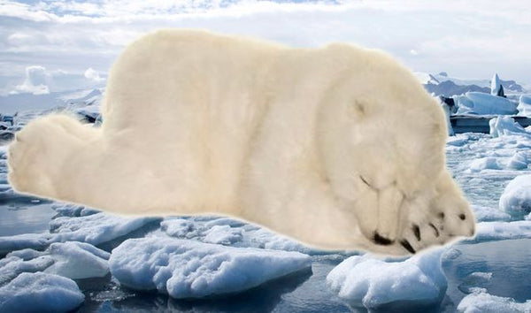 "Peppy" Polar Bear