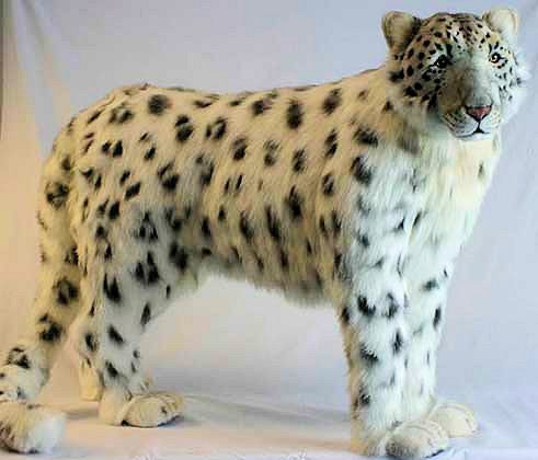 "Sahara" Snow Leopard