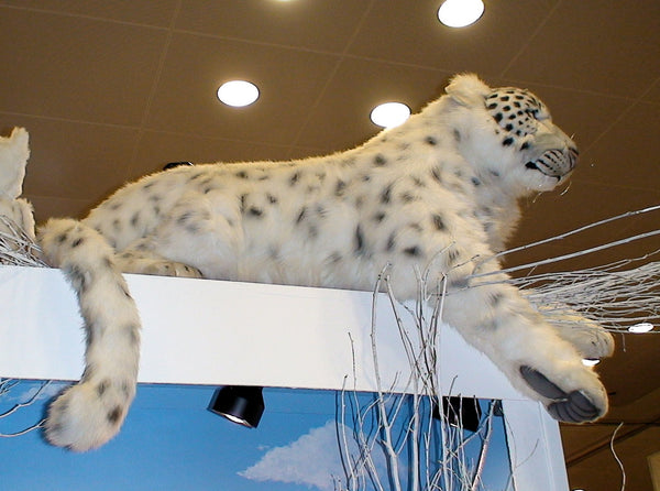 "Manchu" Snow Leopard