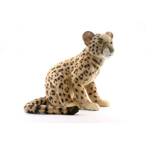 "Bounty" Leopard