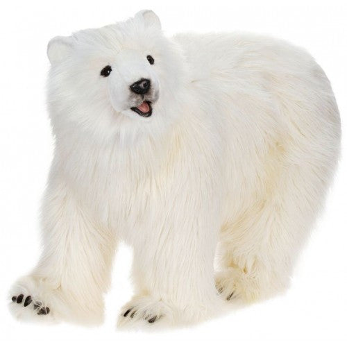"Charly" Polar Bear