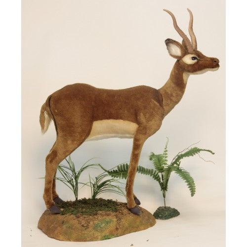"Leli" Impala