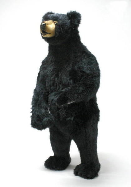 "Fritz" Black Bear