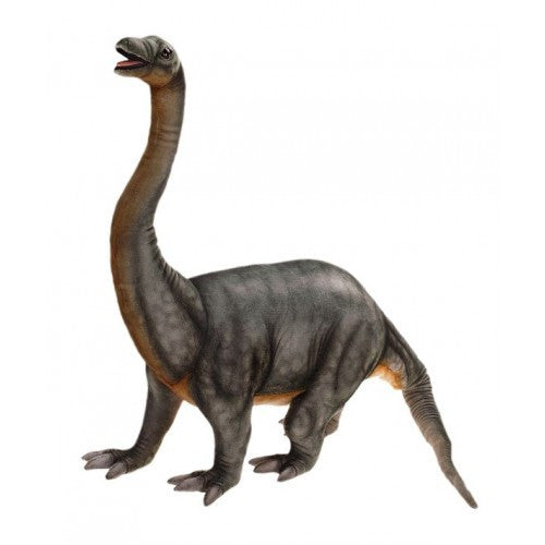 "Chapman" Brontosaurus Apatosaurus