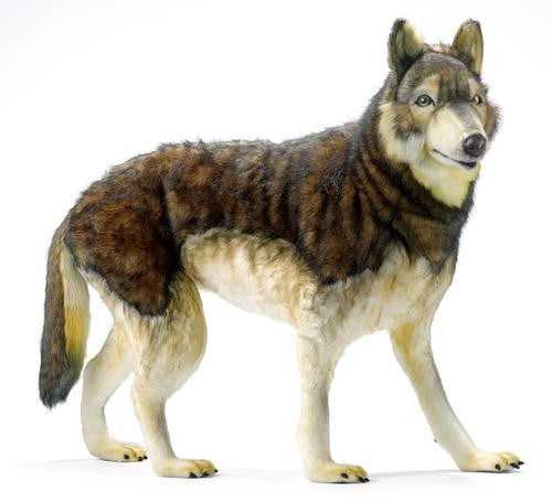 "Minnesota" Timber Wolf