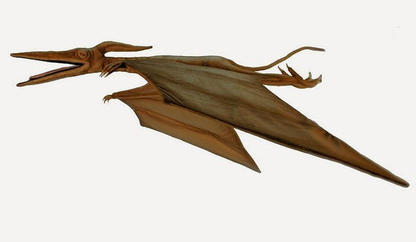 "Ostrom" Pterodactyl