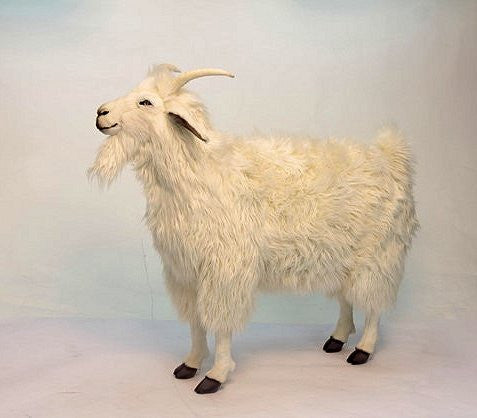 "Lance" Cashmere Goat