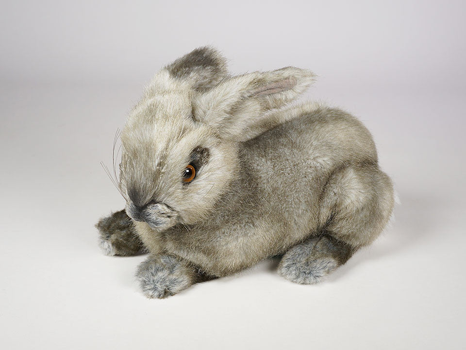 Oblong Rabbit