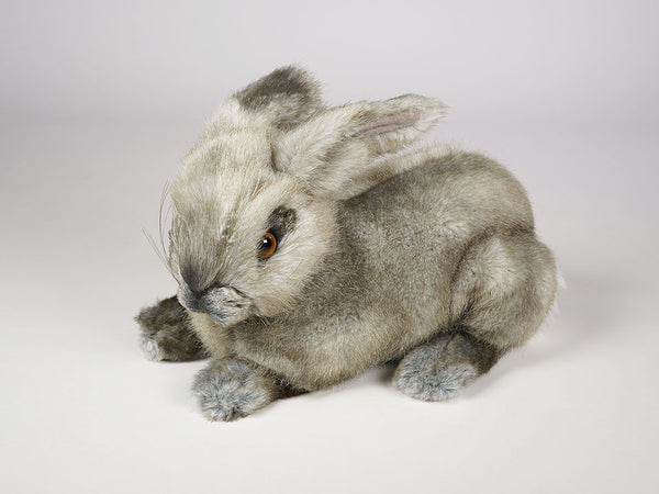 "Oolong" Bunny Rabbit