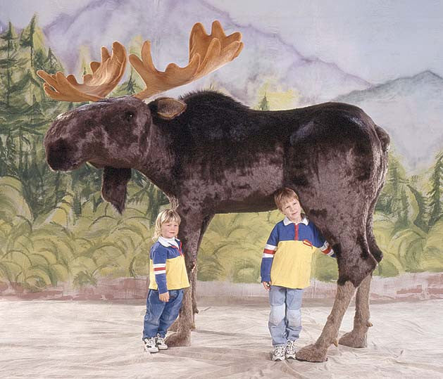 "Bullwinkle" Moose