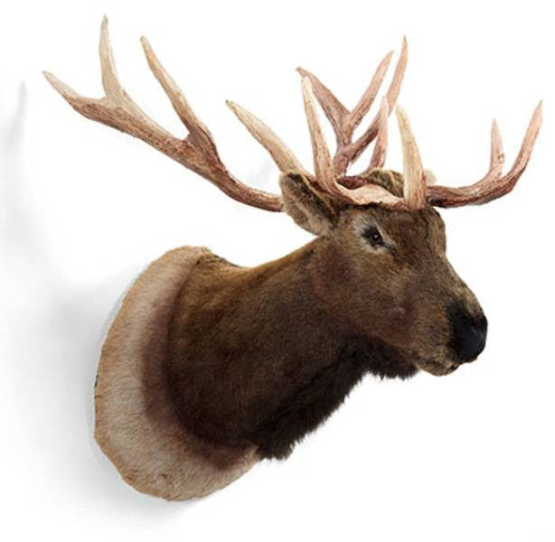 "Kissell" Elk